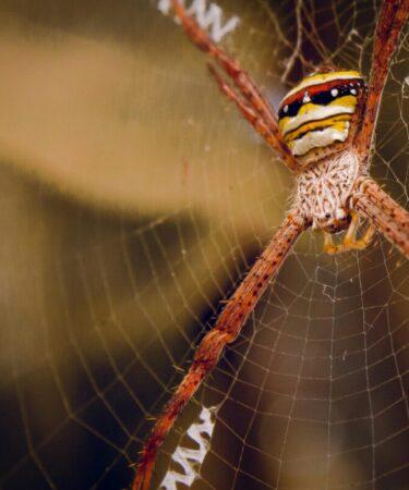 Spider on Web