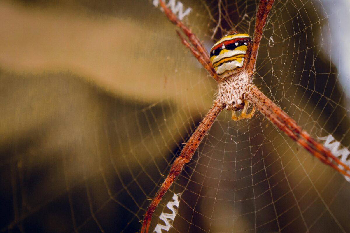 Spider on Web